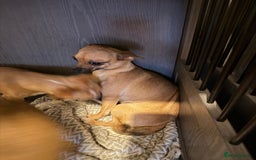 Mixed Breed dogs for sale: Males fenchie chihuahua x2 female chihuahua  - Image 8