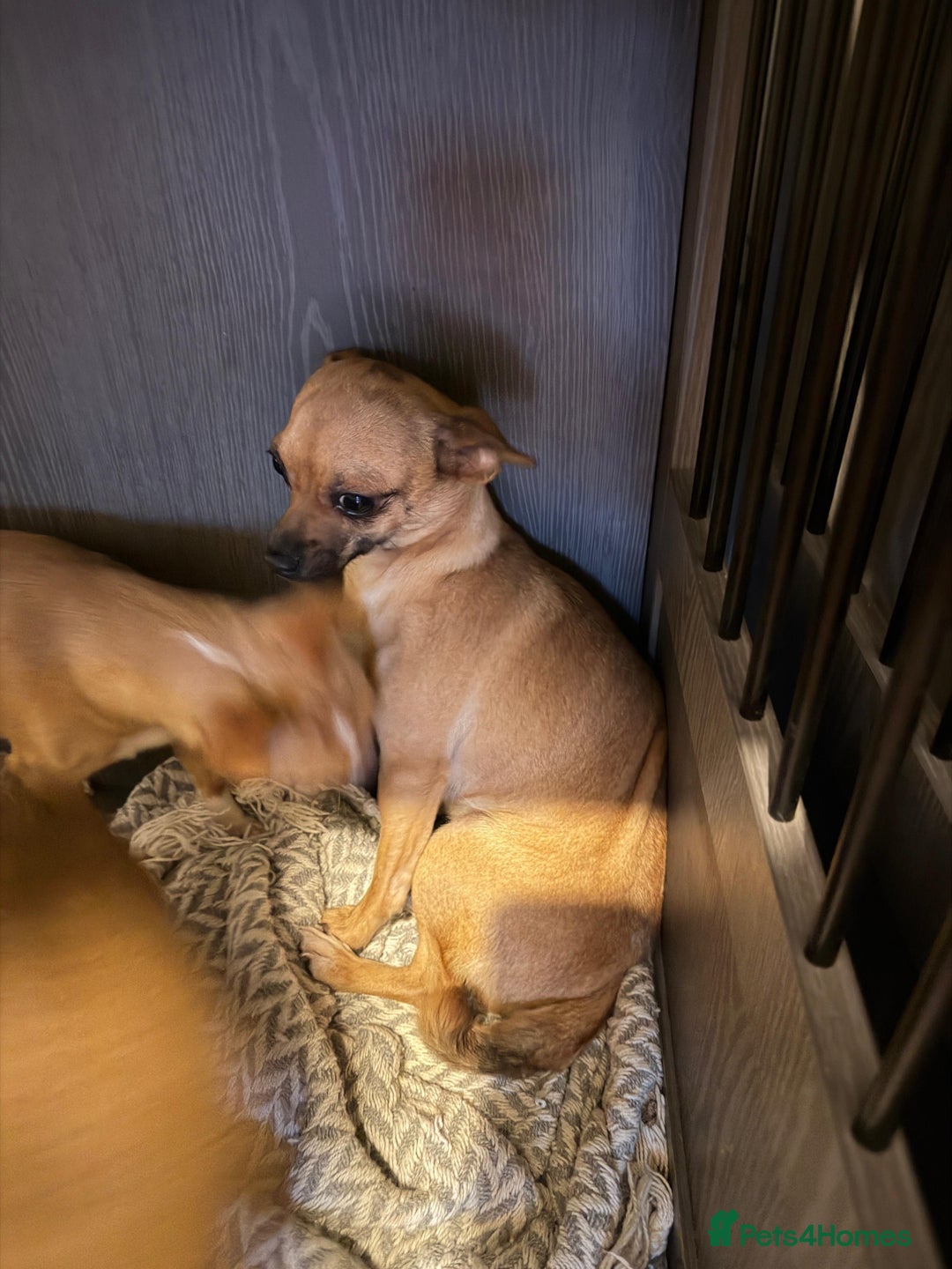 Mixed Breed dogs for sale: Males fenchie chihuahua x2 female chihuahua  - Image 8