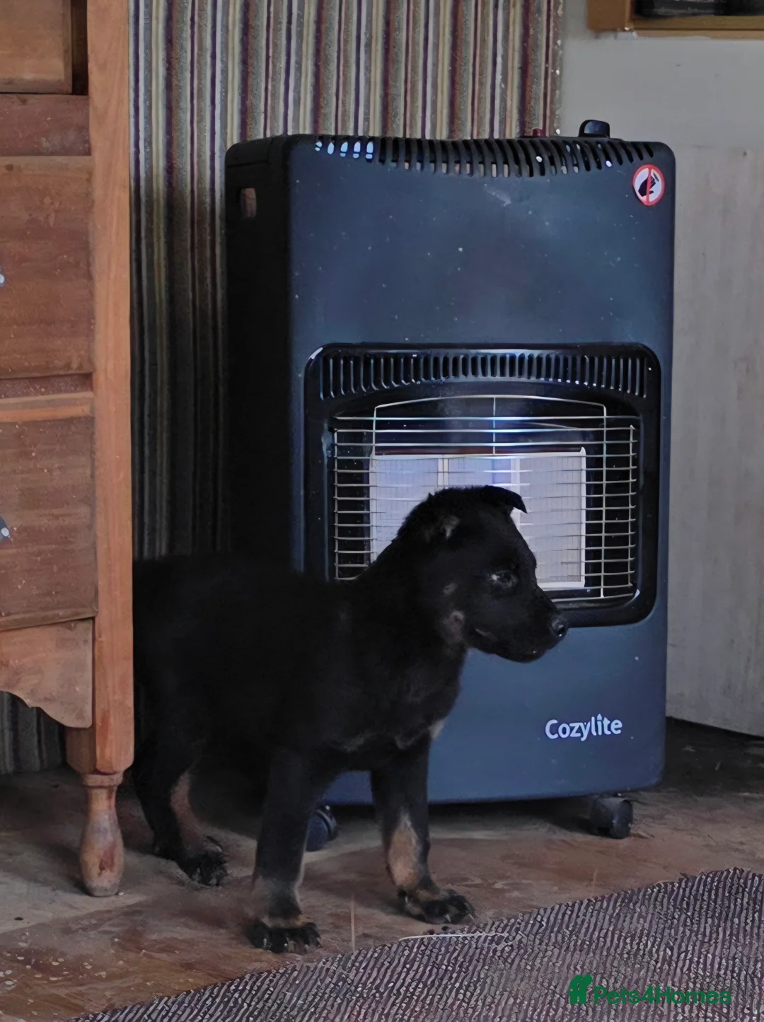 Mixed Breed dogs for sale: Last boy left - ready for his family - Advert 5