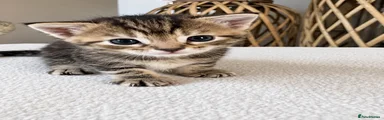 Torbie twin 1 