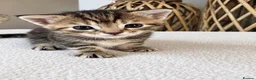 Domestic Shorthair cats for sale: Beautiful Home-Raised Black, Tabby &Torbie Kittens in Barnsley - Advert 3