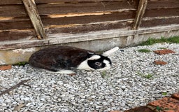 English rabbits for sale: 2 Rabbits Free - Image 1