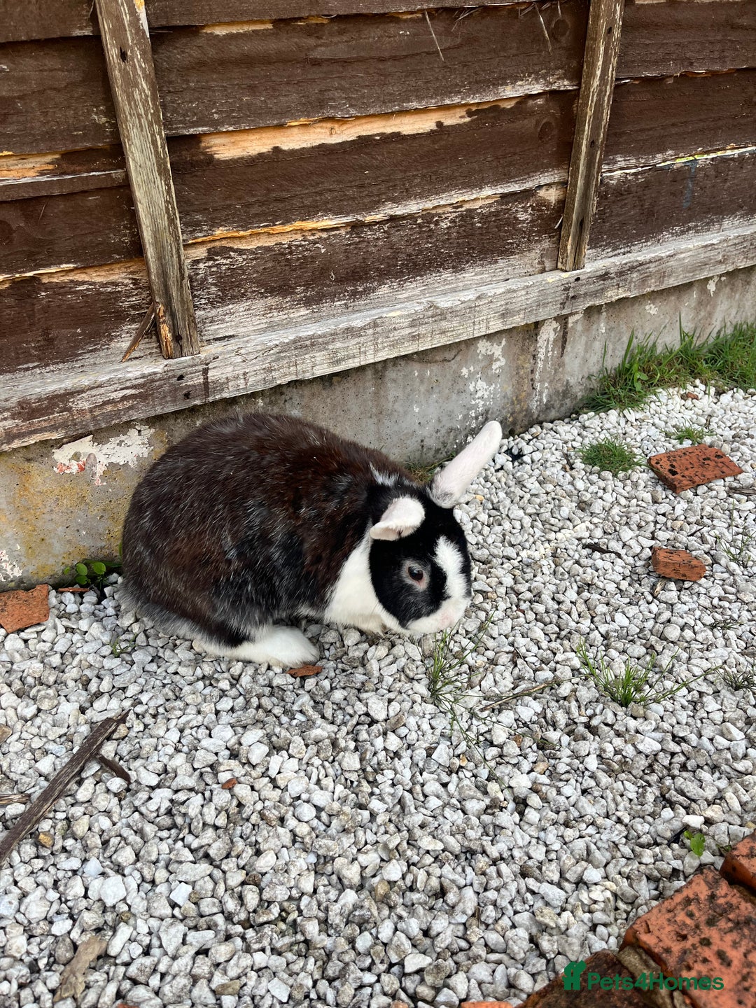 English rabbits for sale: 2 Rabbits Free - Image 1