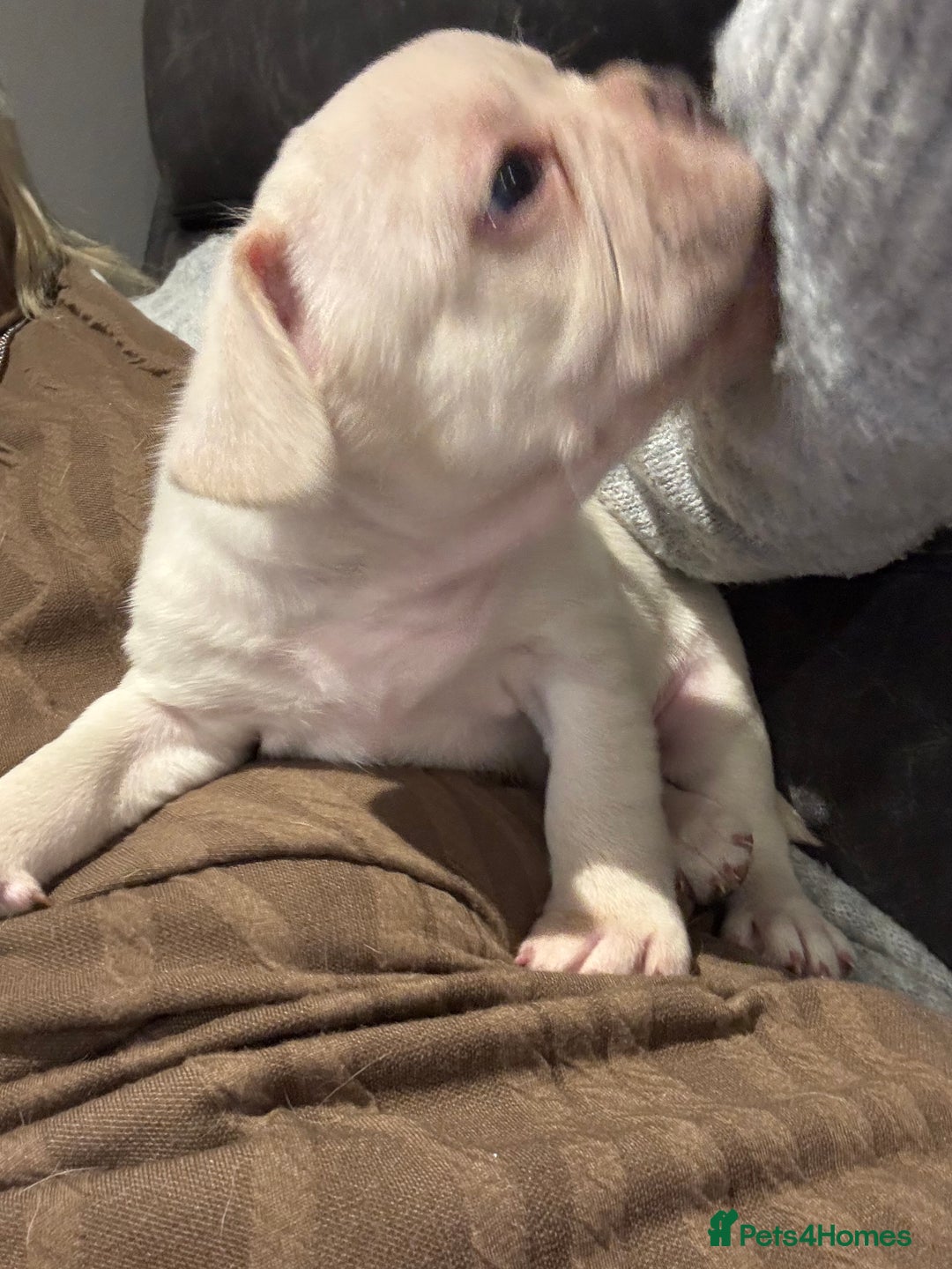 Frug dogs for sale: Frug cross Pug baby boy  - Advert 6