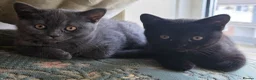 British Shorthair cats for sale: British shorthair kittens - Advert 14