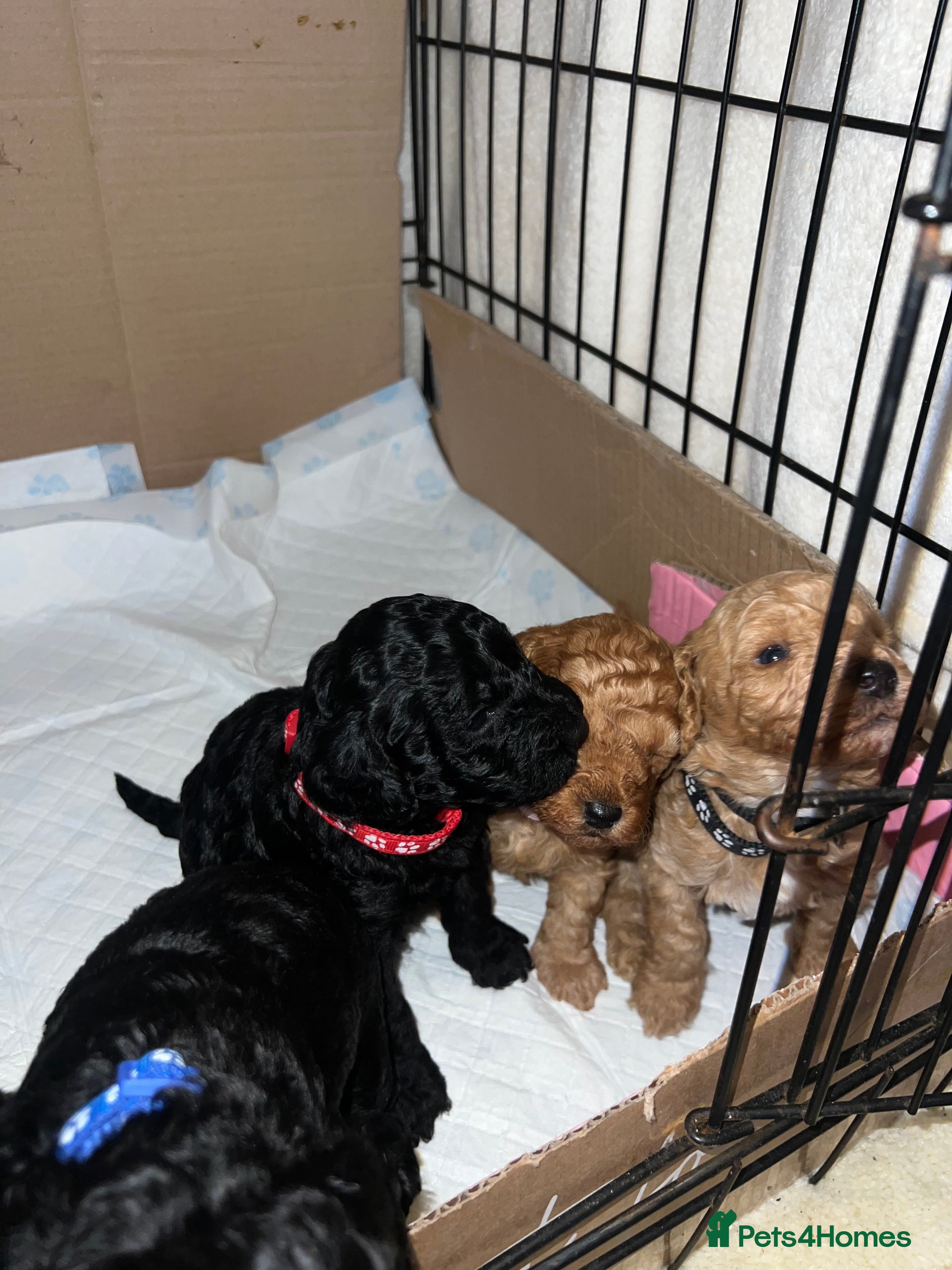 Poodle dogs 🐶🐶🐶TOY POODLES for sale🐶🐶🐶 - Advert 17