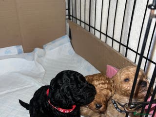 Poodle dogs 🐶🐶🐶TOY POODLES for sale🐶🐶🐶 - Advert 2