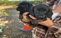 Dachshund dogs for sale: Dachshunds pure bred puppies for sale - Image 7