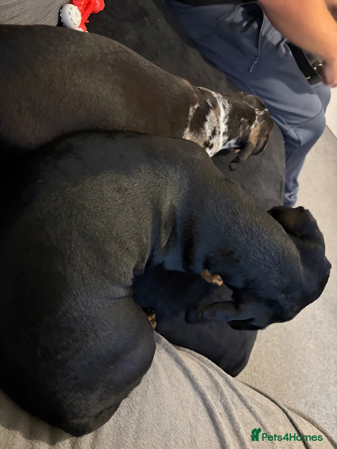 Dachshund dogs for sale: 2 FREE female sausage dogs - Advert 4