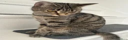 Bengal cats for sale: Loving cat seeking forever home asap - Advert 4