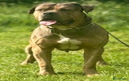 American Bulldog dogs for sale: Jhonson American Bulldog Merle Male (Kayos)  - Image 12