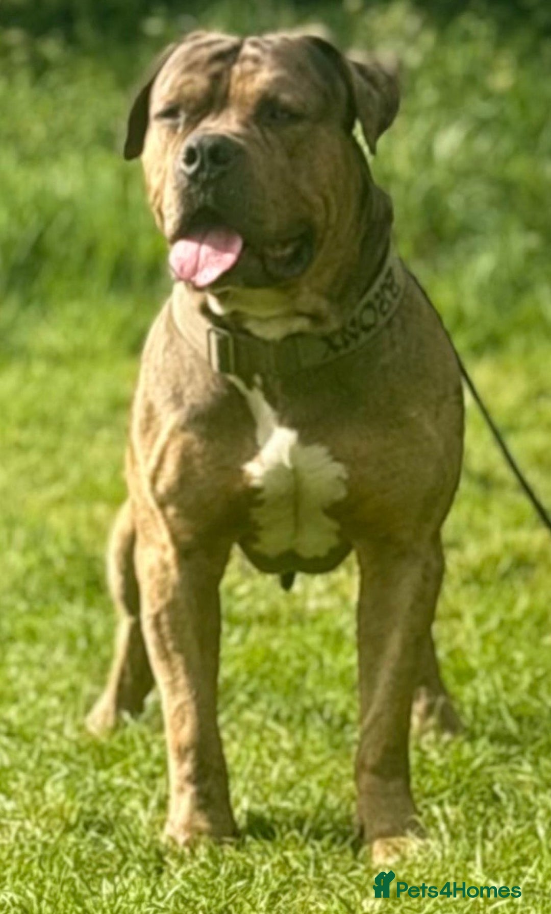 American Bulldog dogs for sale: Jhonson American Bulldog Merle Male (Kayos)  - Image 12