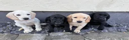 Cockerdor dogs for sale: Cockerdor puppies Labrador X Cocker Spaniel  - Advert 8