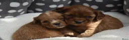 Cavapoo dogs for sale: Health Tested Cavapoo Puppies  - Advert 4