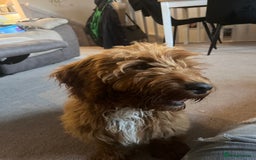 Cockapoo dogs for sale: Gorgeous male Cockapoo  - Image 2