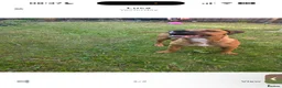 Mixed Breed dogs for sale: 5 month old pupp  - Advert 7