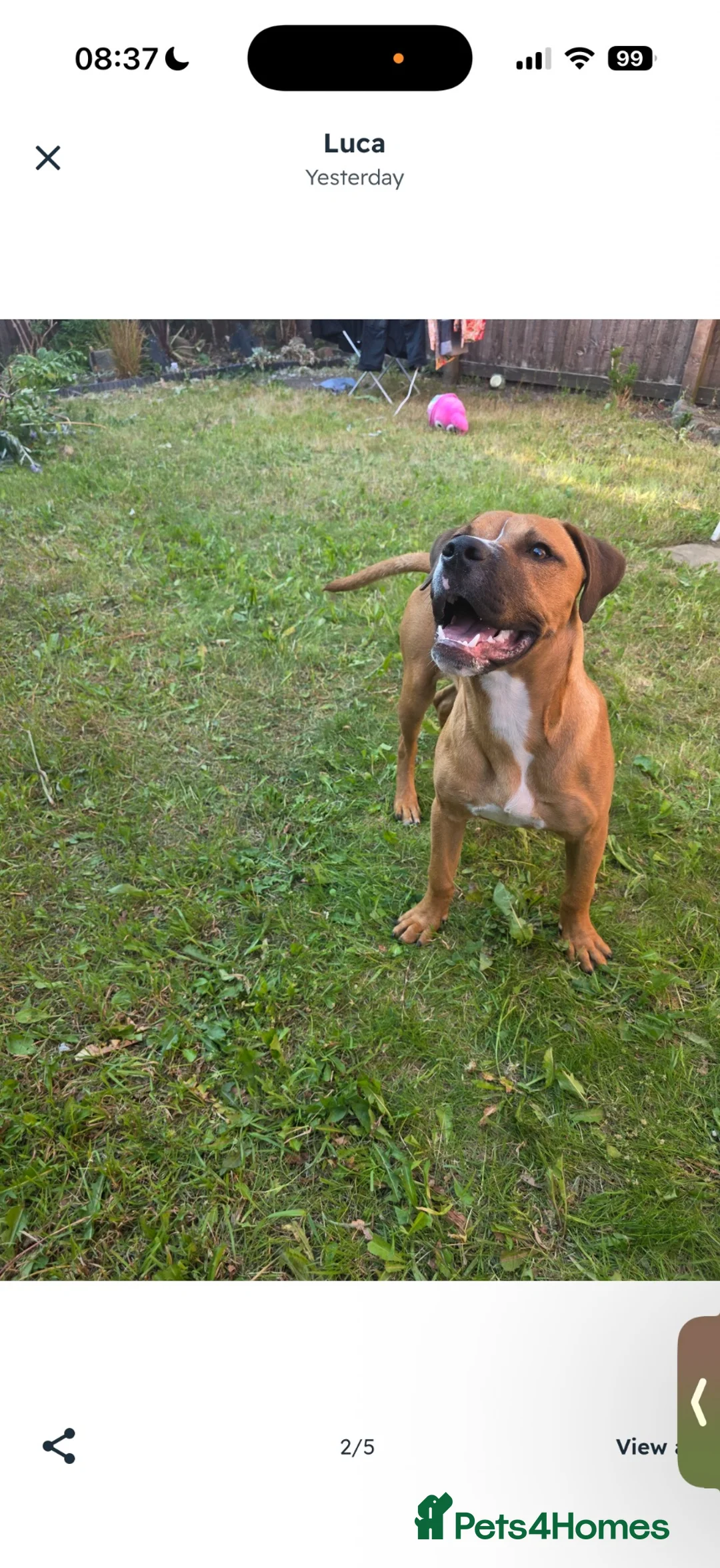 Mixed Breed dogs for sale: 5 month old pupp  - Advert 7