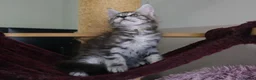 Maine Coon cats for sale: 6 pedigree Mainecoon kittens  - Advert 21