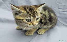 European cats for sale: Beautiful, friendly and playful kittens - Image 12