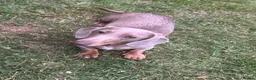Miniature Dachshund dogs for sale: ✨KC REG MINIATURE DACHSHUNDS✨ - Advert 8