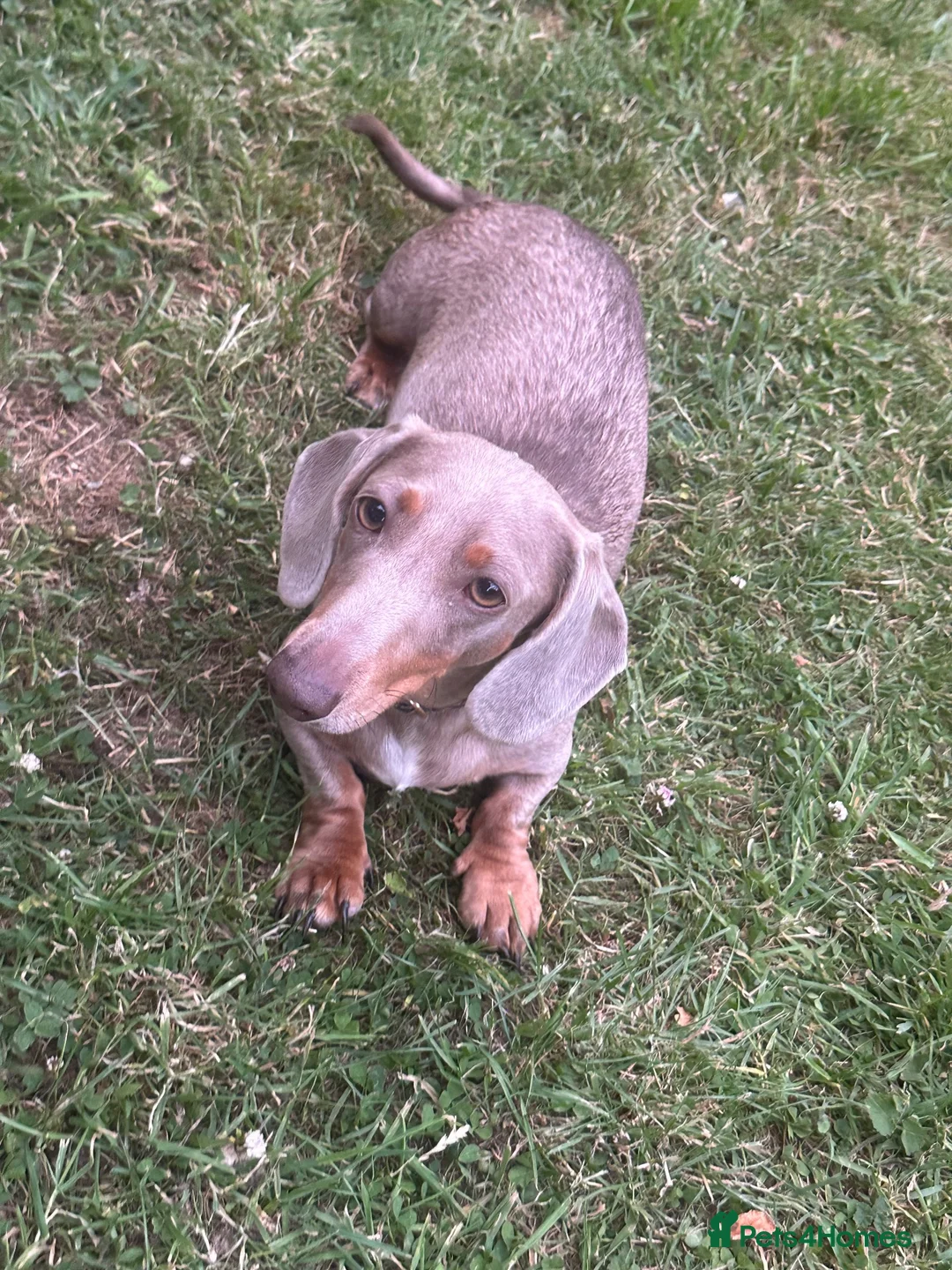 Miniature Dachshund dogs for sale: ✨KC REG MINIATURE DACHSHUNDS✨ - Advert 8