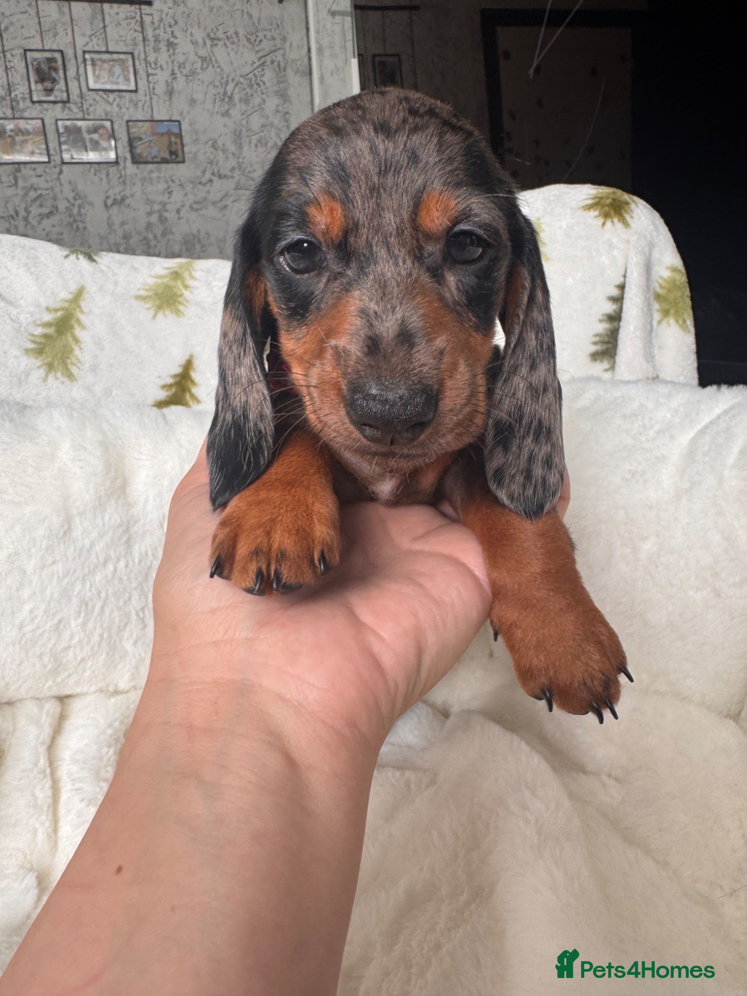 Miniature Dachshund dogs 2 cute miniature dachshund pupps available  - Advert 1