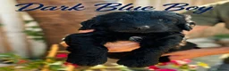 Goldendoodle dogs for sale: Outstanding F1 Standard Goldendoodle Puppies Large - Advert 20