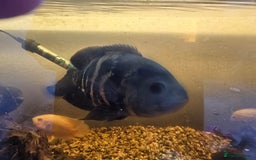 Other/Mixed Breed fish for sale: Fishtank with unit - Image 4