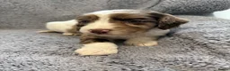 Cocker Spaniel dogs for sale: Merle cocker spaniel puppies - Advert 21
