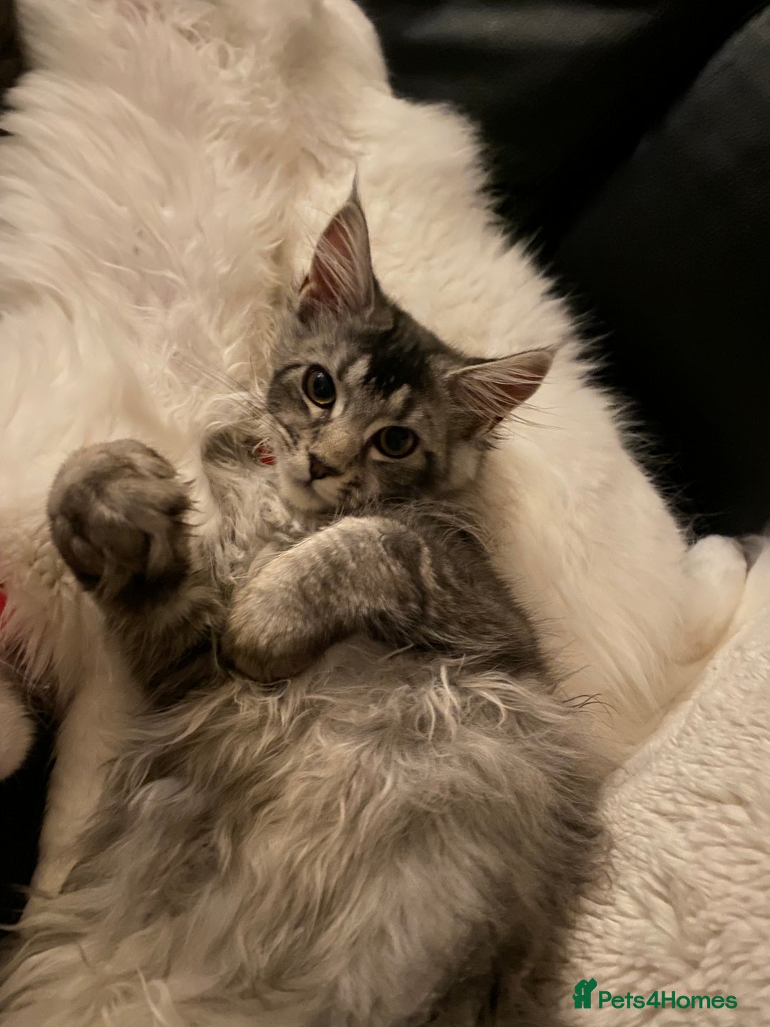 Maine Coon cats for sale: Maine Coon Kittens Ready for Their Forever Homes - Advert 11