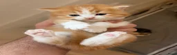 British Longhair cats for sale: 4 Gorgeous Fluffy Kittens Ginger Boys Tabby Girls - Advert 9