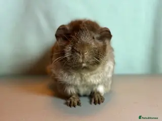 Guinea Pig rodents 5.5 month old roan - Advert 7