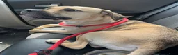 Mixed Breed dogs for sale: Cane Corso for rehoming - Advert 6