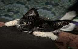 Bombay cats for sale: 2 female kittens for FREE - Image 3