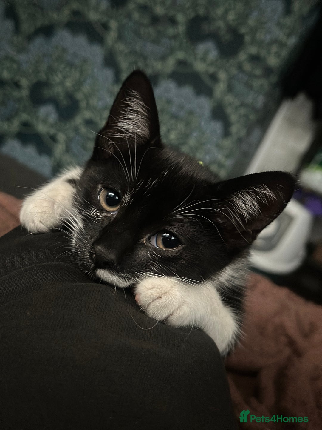Bombay cats for sale: 2 female kittens for FREE - Image 3