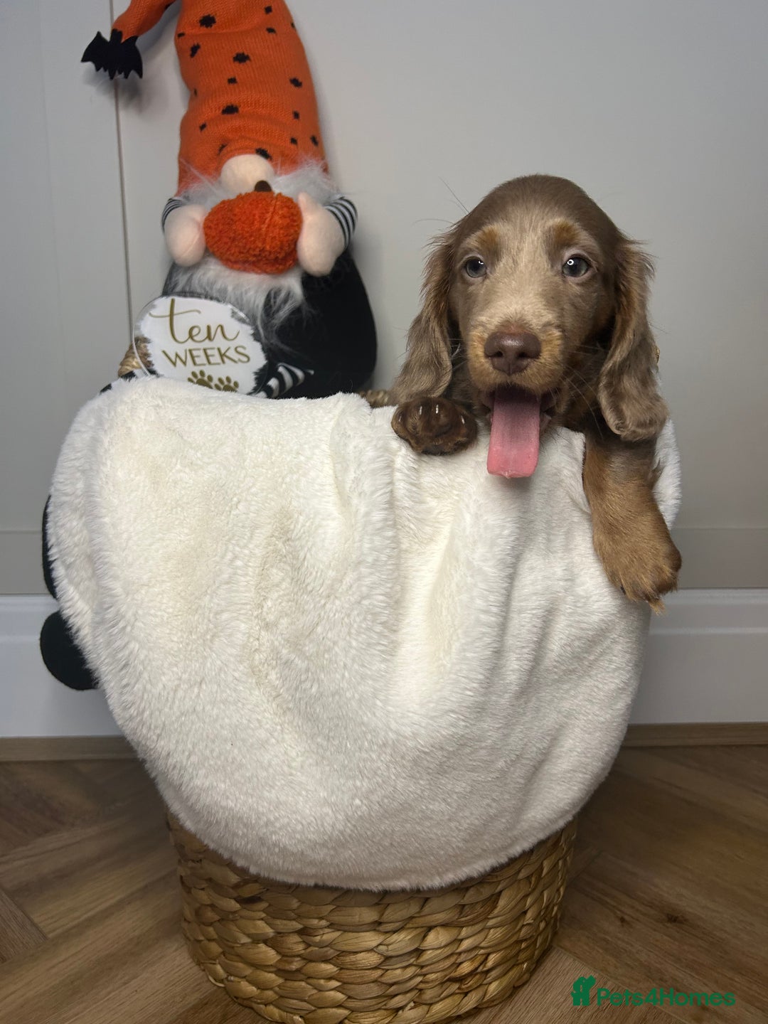 Miniature Dachshund dogs for sale: 🤍🐾 STUNNING DAPPLE BOY READY TO GO 🐾🤍 - Image 12