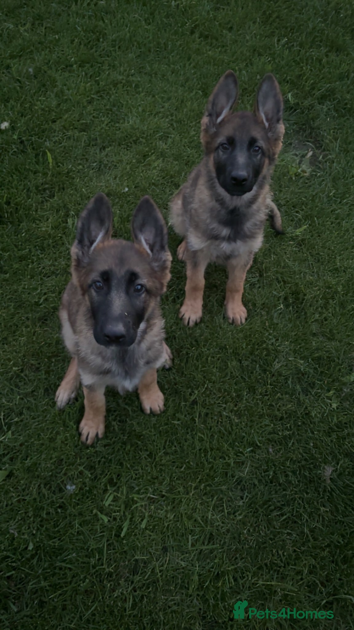 German Shepherd dogs  KC German shepherd pups  - Advert 1