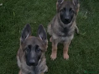 German Shepherd dogs KC German shepherd pups - Advert 3