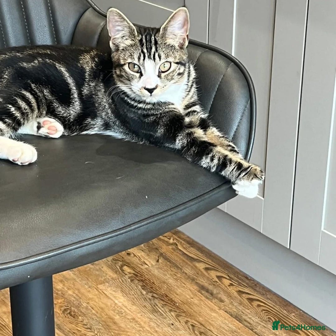 Domestic Shorthair cats for adoption: Gaia, 6 month old kitten  - Advert 3