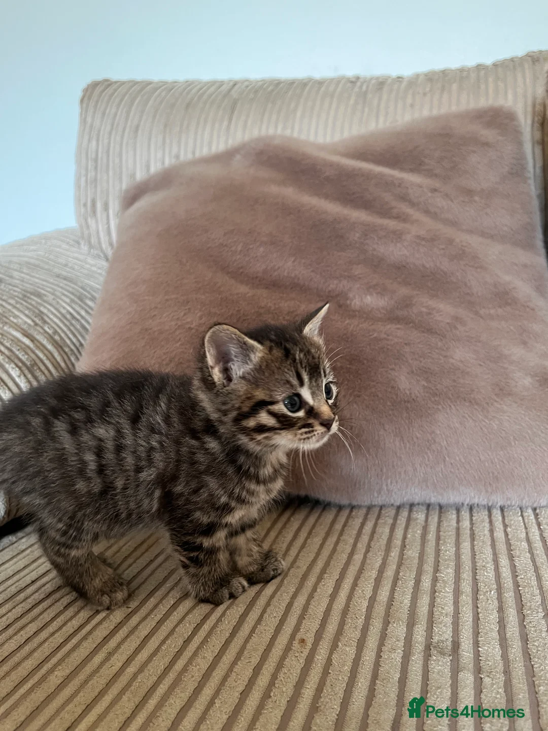 Mixed Breed cats for sale: Grey and black striped kittens For Sale - Advert 17