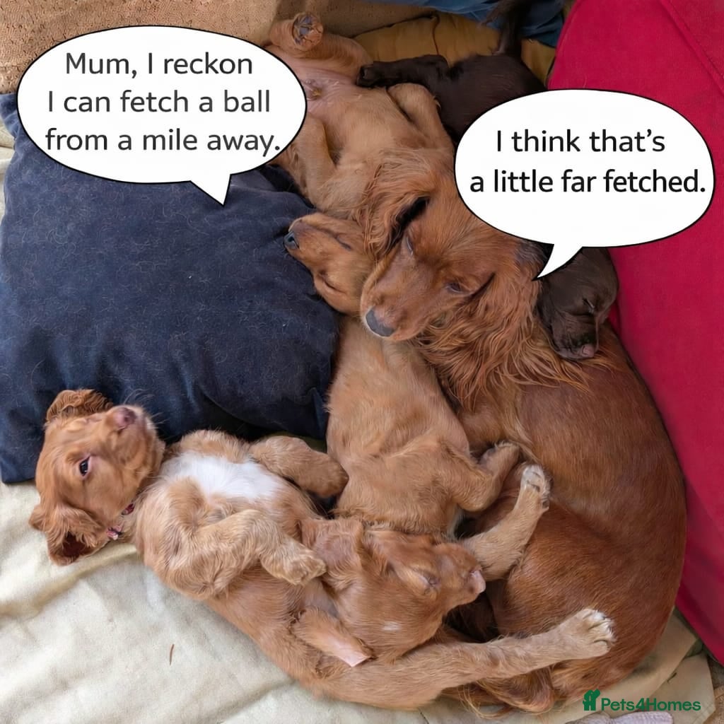 Cocker Spaniel dogs 2 remaining adorable pedigree Cocker Spaniel pups - Advert 15