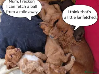 Cocker Spaniel dogs 2 remaining adorable pedigree Cocker Spaniel pups - Advert 15