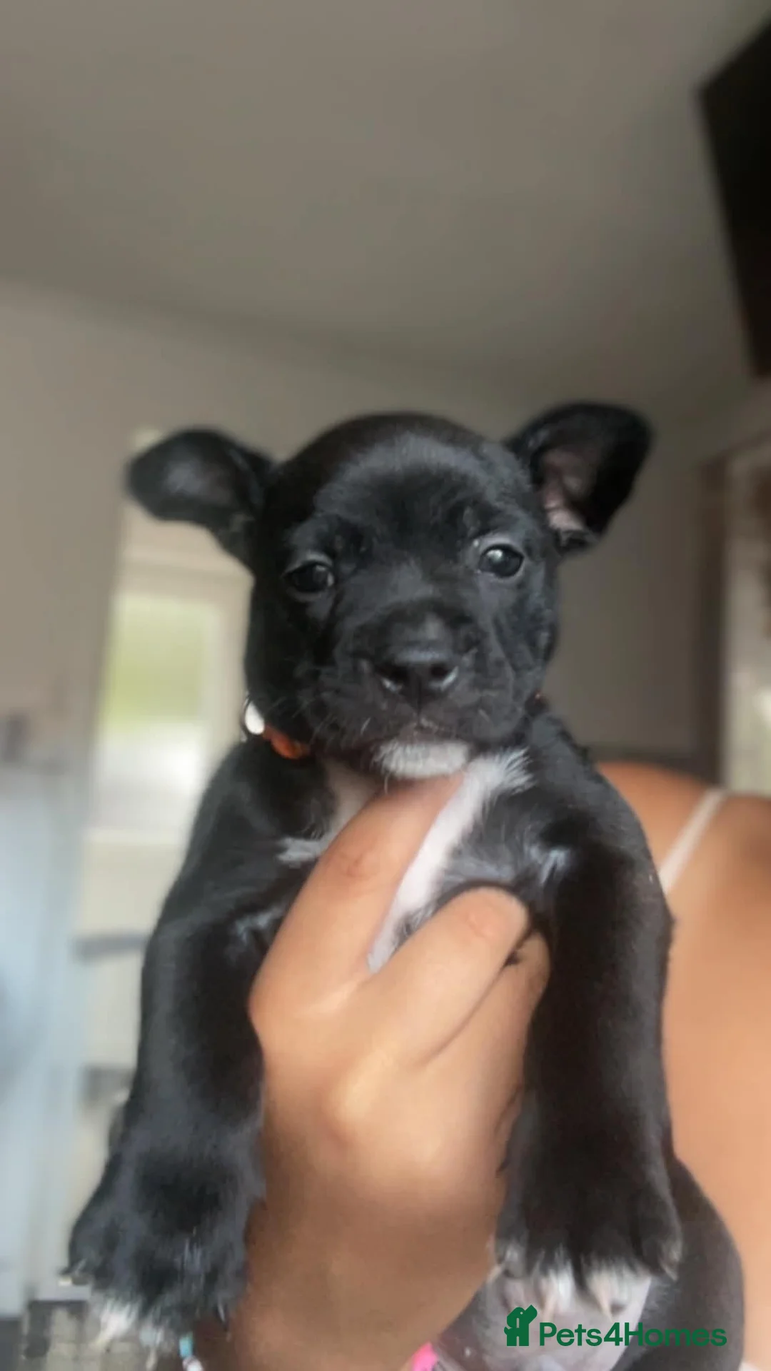 Mixed Breed dogs for sale: Fraffie male  - Advert 6