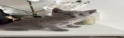 Russian Blue cats for sale: TOP PEDIGREE RUSSIAN BLUE KITTENS 🐱 - Advert 15