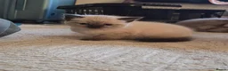 Mixed Breed cats for sale: 5 Adorable Kittens Looking for Loving Homes - Advert 11