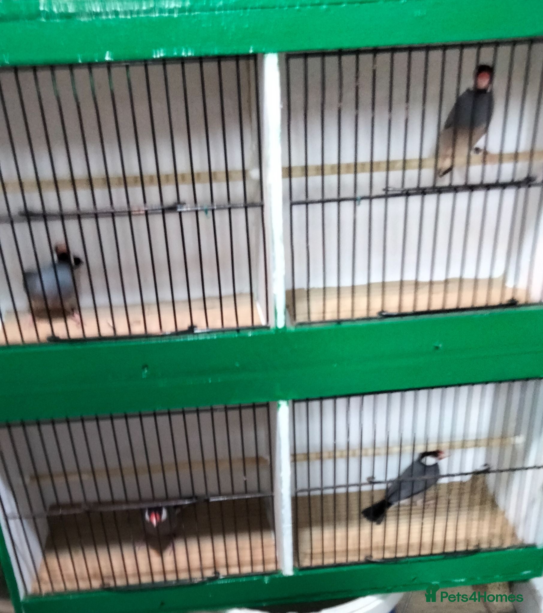 Finches birds Java Sparrows for sale  - Advert 4