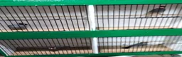 Finches birds for sale: Java Sparrows for sale  - Advert 1