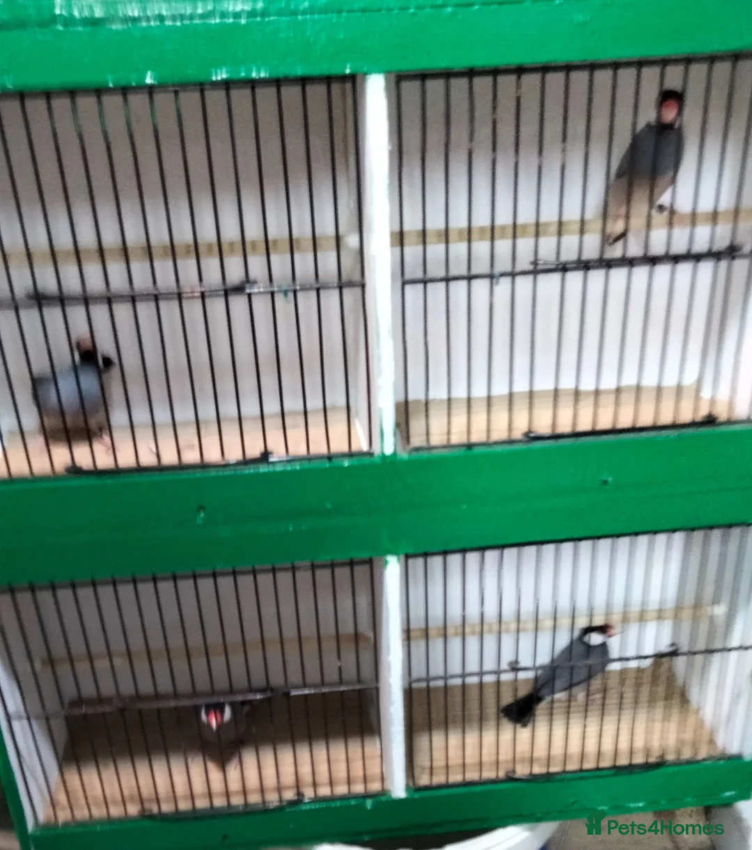 Finches birds for sale: Java Sparrows for sale  - Advert 1