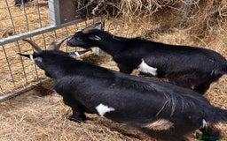 Goats livestock for sale: 2 x Male Pygmy Goats  - Image 4