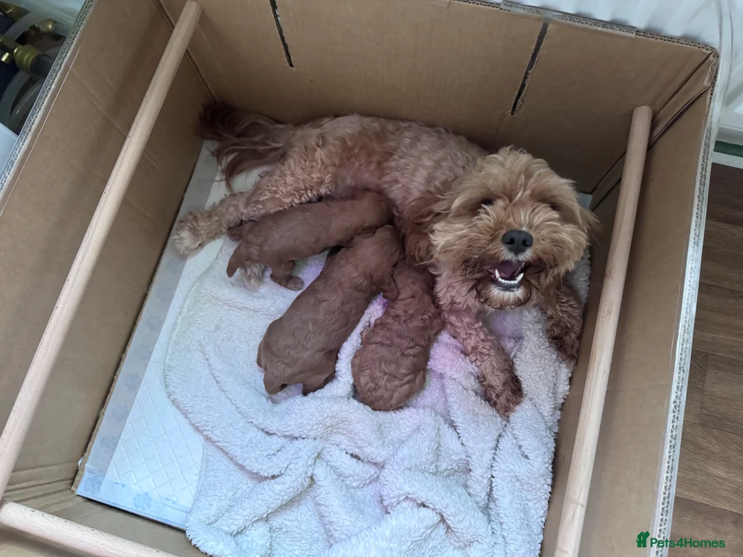 Cavapoo dogs for sale: Adorable F1B Toy Cavapoo Puppies in Ipswich - Advert 1